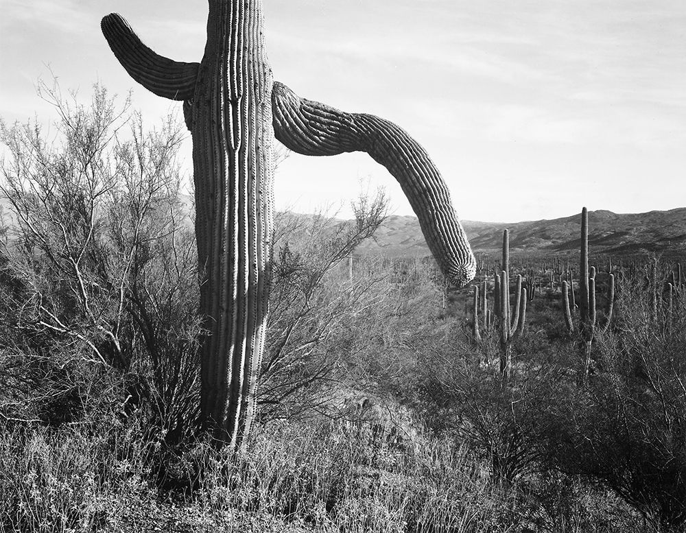 Cactus at left and surroundings, Saguaro National Monument, Arizona, ca. 1941-1942 art print by Ansel Adams for $57.95 CAD
