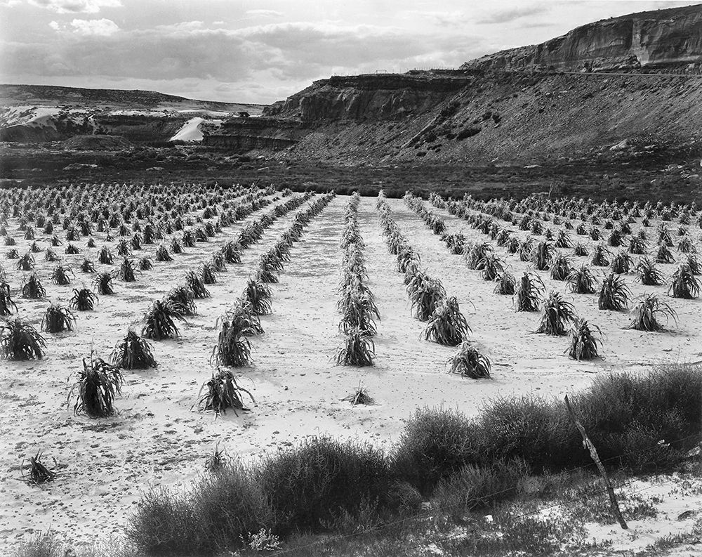Looking across rows of corn, cliff in background, Corn Field, Indian Farm near Tuba City, Arizona, i art print by Ansel Adams for $57.95 CAD