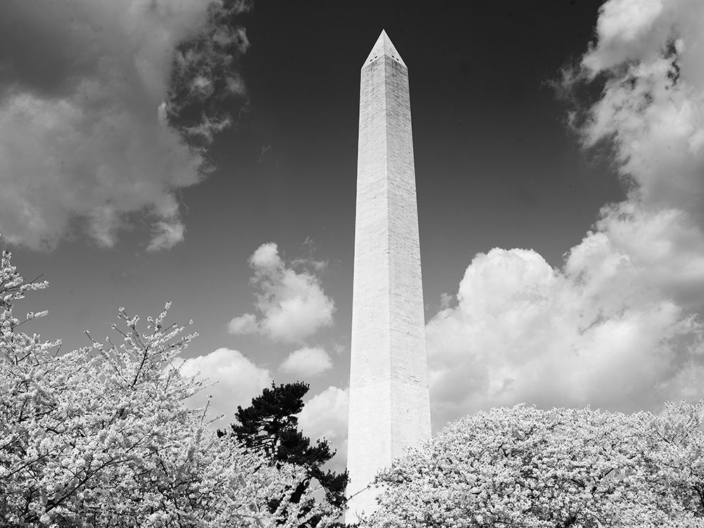 Washington Monument and cherry trees, Washington, D.C. - Black and White Variant art print by Carol Highmith for $57.95 CAD
