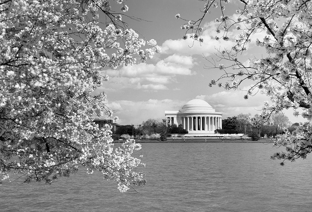 Jefferson Memorial with cherry blossoms, Washington, D.C. - Black and White Variant art print by Carol Highmith for $57.95 CAD