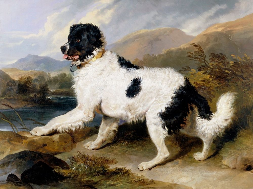 A Newfoundland Dog art print by Sir Edwin Henry Landseer for $57.95 CAD