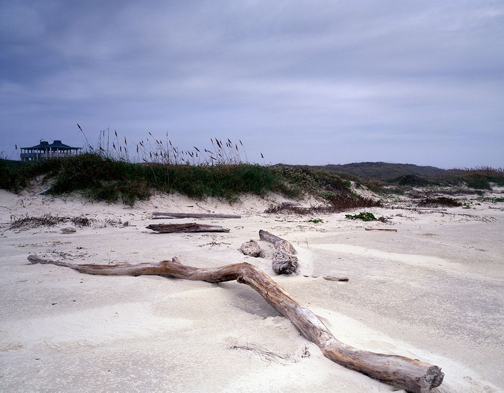 Driftwood on beach at Padre Island, TX art print by Carol Highmith for $57.95 CAD