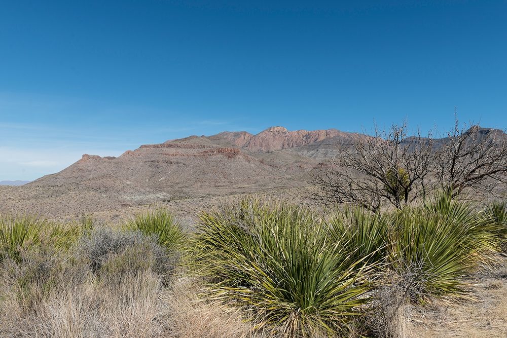 Scenery in Big Bend National Park, TX art print by Carol Highmith for $57.95 CAD