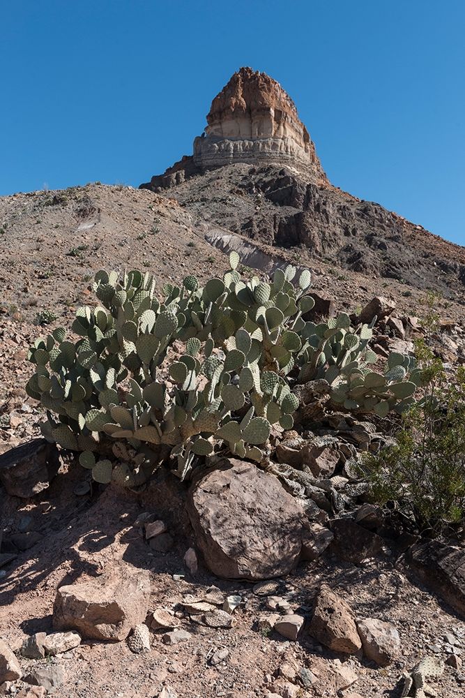 Prickly Pear Cactus and scenery in Big Bend National Park, TX art print by Carol Highmith for $57.95 CAD