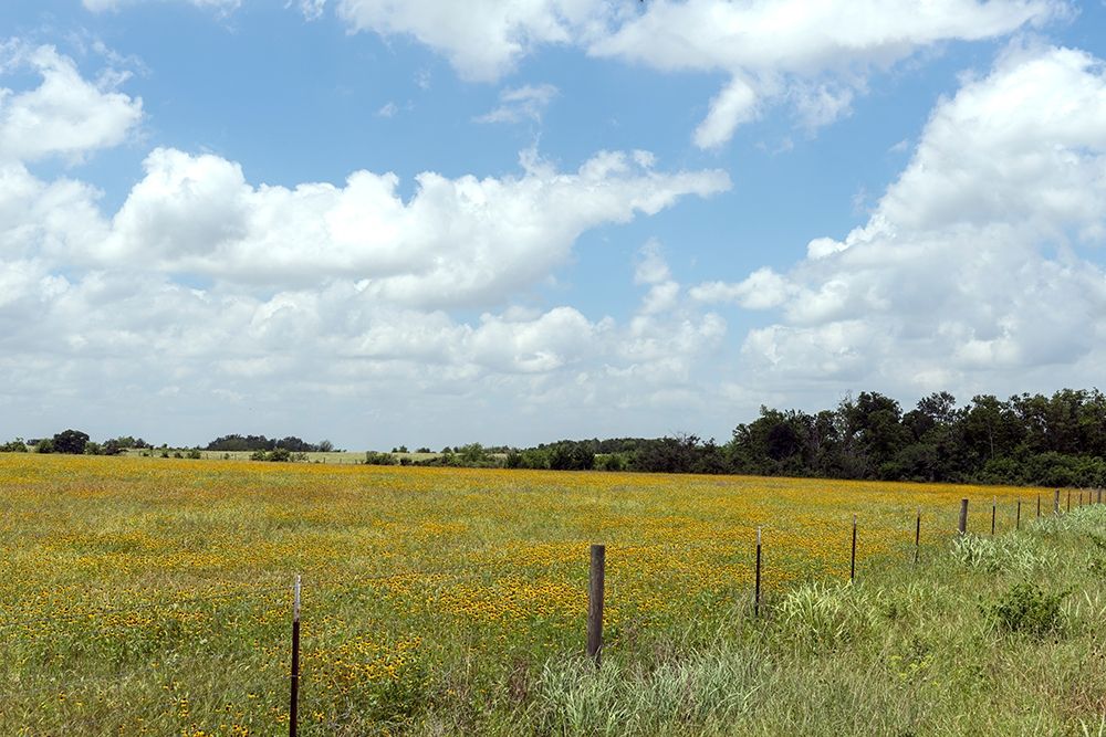 A field of wildflowers near Chappel Hill in Austin County, TX, 2014 art print by Carol Highmith for $57.95 CAD