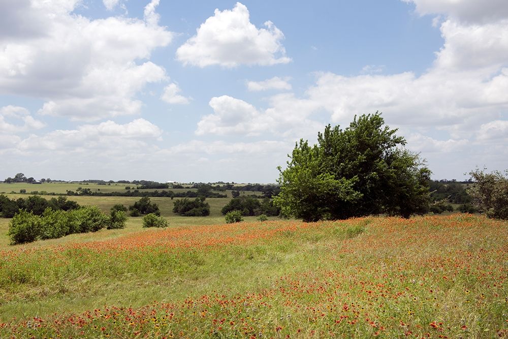 A field of wildflowers near Chappel Hill in Austin County, TX, 2014 art print by Carol Highmith for $57.95 CAD