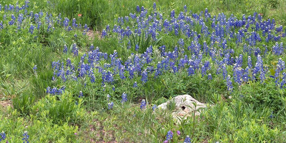 Bluebonnets at the Lady Bird Johnson Wildflower Center, near Austin, TX art print by Carol Highmith for $57.95 CAD