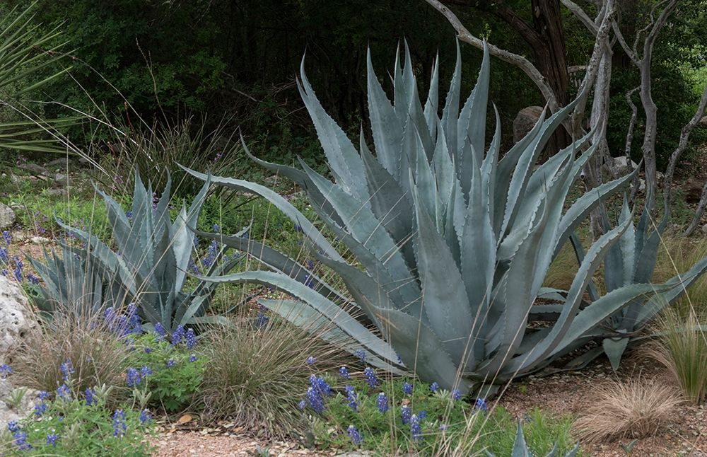 Agave and Bluebonnets at the Lady Bird Johnson Wildflower Center, near Austin, TX art print by Carol Highmith for $57.95 CAD