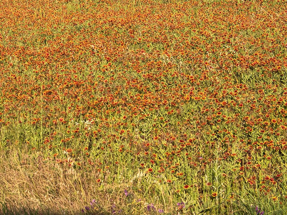 A field of wildflowers near the town of Tenton in Fannin County, TX, 2014 art print by Carol Highmith for $57.95 CAD