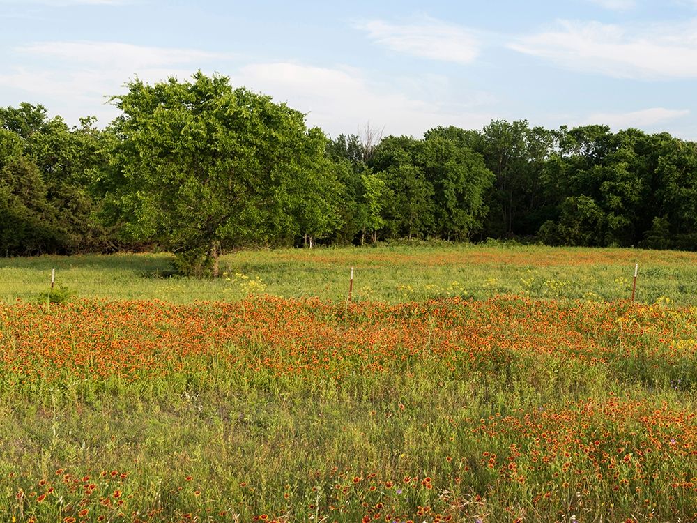 A field of wildflowers near the town of Trenton in Fannin County in Northeast Texas art print by Carol Highmith for $57.95 CAD