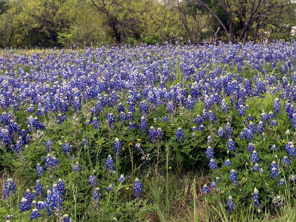 A pretty field of bluebonnets near Marble Falls, TX art print by Carol Highmith for $57.95 CAD
