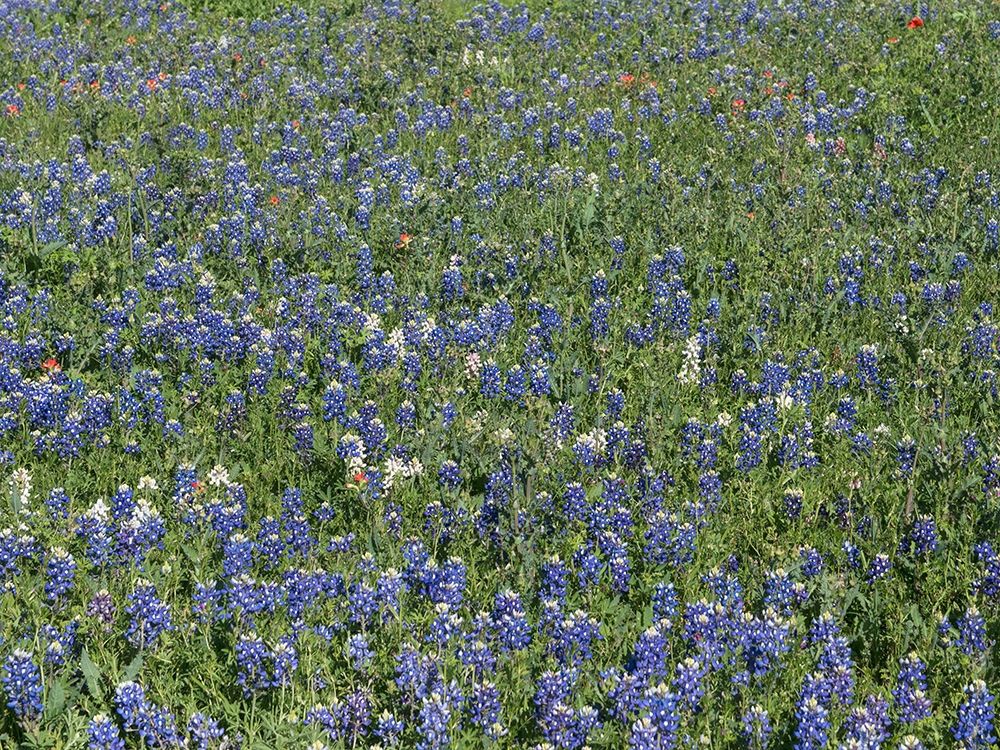 Bluebonnets, Fredericksburg, TX art print by Carol Highmith for $57.95 CAD