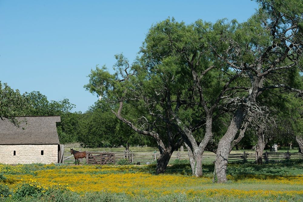 Horse on a meadow in the Lyndon B. Johnson National Historical Park in Johnson City, TX art print by Carol Highmith for $57.95 CAD