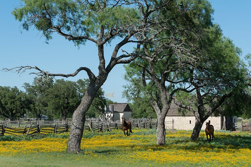 Horses gallop toward the camera in a wildflower-rich National Park Service meadow in Johnson City, T art print by Carol Highmith for $57.95 CAD