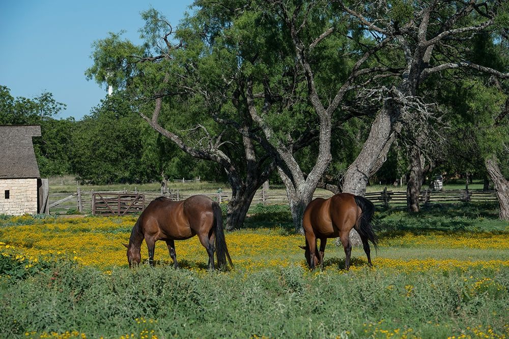 Horses grazing on a meadow in the Lyndon B. Johnson National Historical Park in Johnson City, TX art print by Carol Highmith for $57.95 CAD