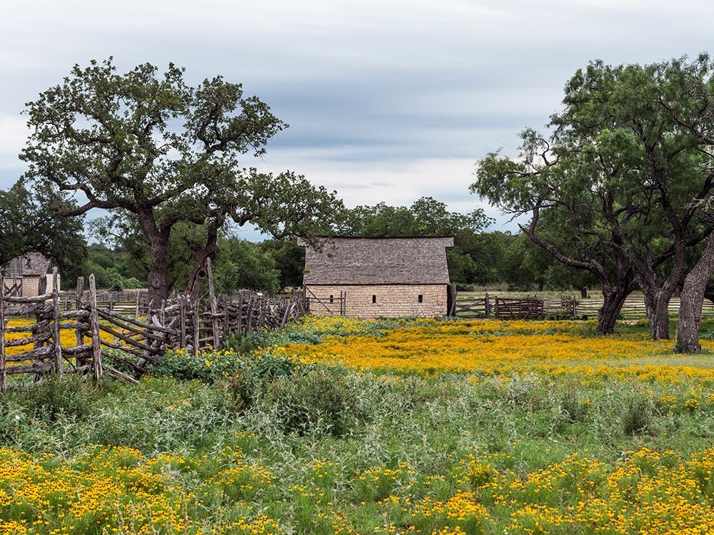 Vivid field of wildflowers in the Lyndon B. Johnson National Historical Park in Johnson City, TX art print by Carol Highmith for $57.95 CAD