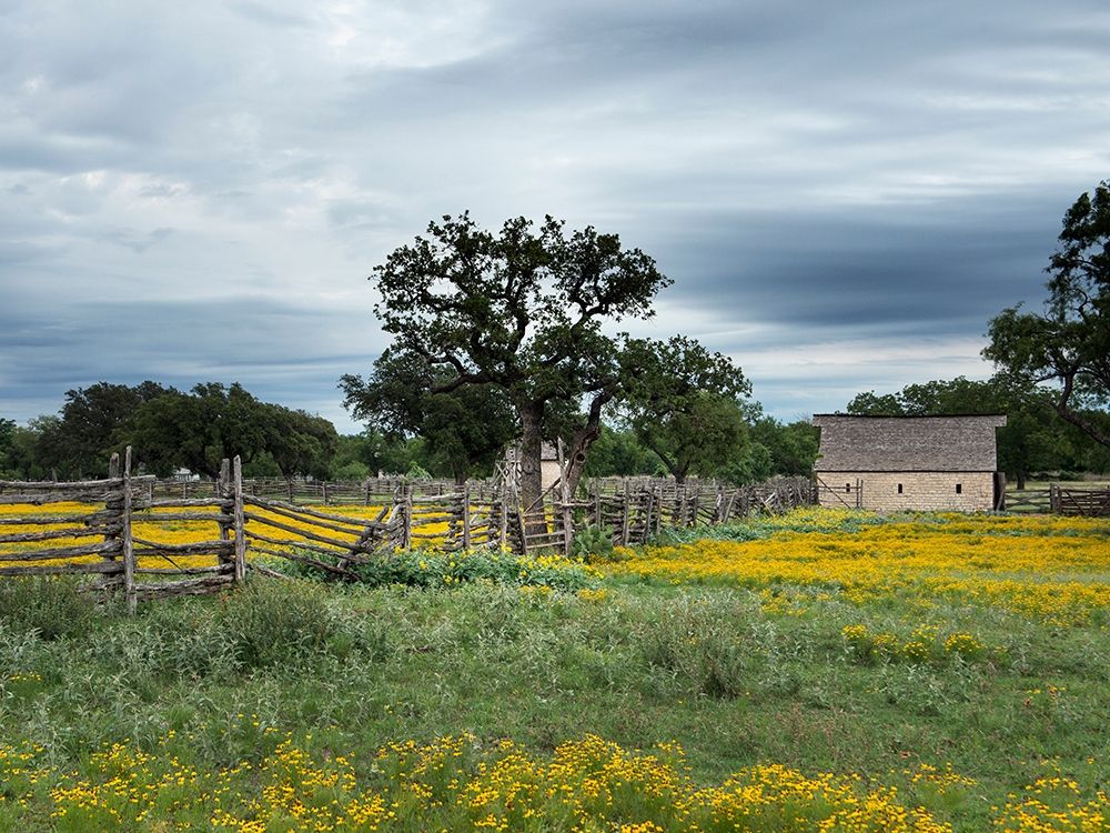 A beautiful wildflower array in a meadow in Johnson City, TX art print by Carol Highmith for $57.95 CAD