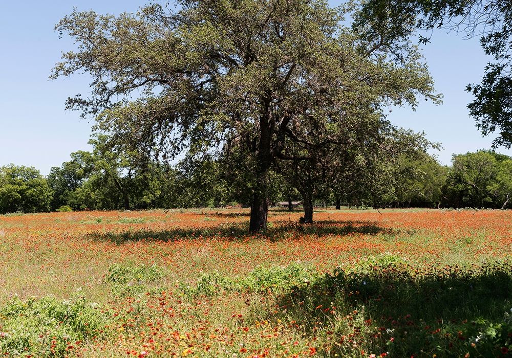 Shade trees and wildflowers on the LBJ Ranch, near Stonewall in the Texas Hill Country art print by Carol Highmith for $57.95 CAD