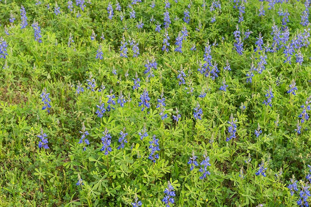 Spring flowers in Big Thicket National Preserve art print by Carol Highmith for $57.95 CAD