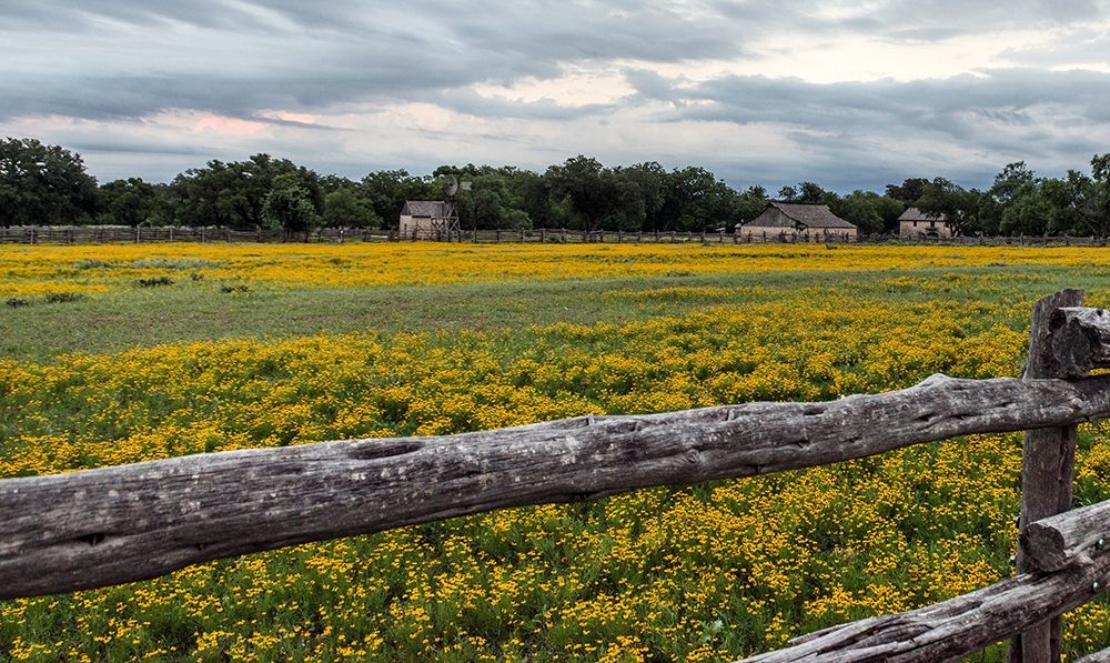 Vivid field of wildflowers in the Lyndon B. Johnson National Historical Park in Johnson City, TX art print by Carol Highmith for $57.95 CAD