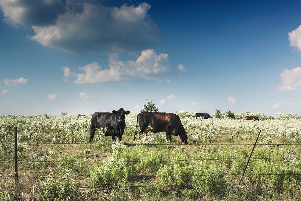Cows in a field of wildflowers in rural Hunt County near Greenville, TX art print by Carol Highmith for $57.95 CAD