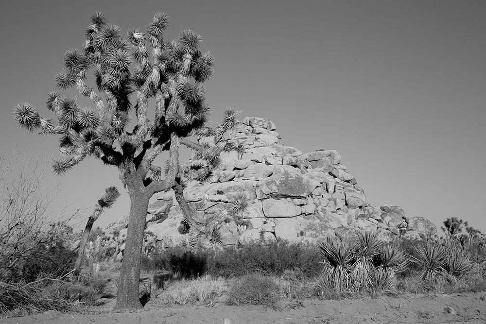 Joshua Tree National Park California art print by Carol Highsmith for $57.95 CAD