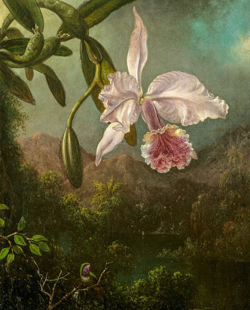Orchid Blossoms art print by Martin Johnson Heade for $57.95 CAD