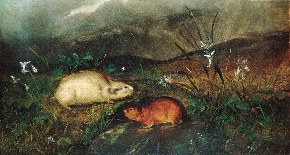 Hudsons Bay Lemming 1846 art print by John Woodhouse Audubon for $57.95 CAD