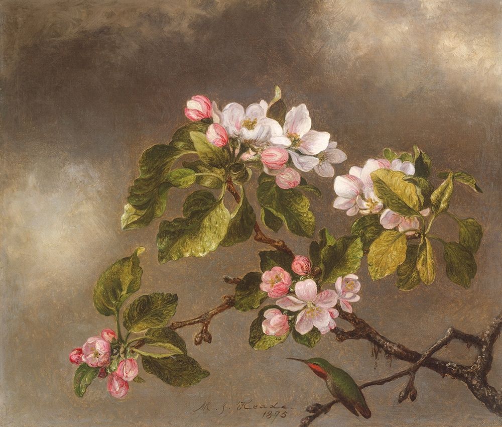 Hummingbird and Apple Blossoms art print by Martin Johnson Heade for $57.95 CAD