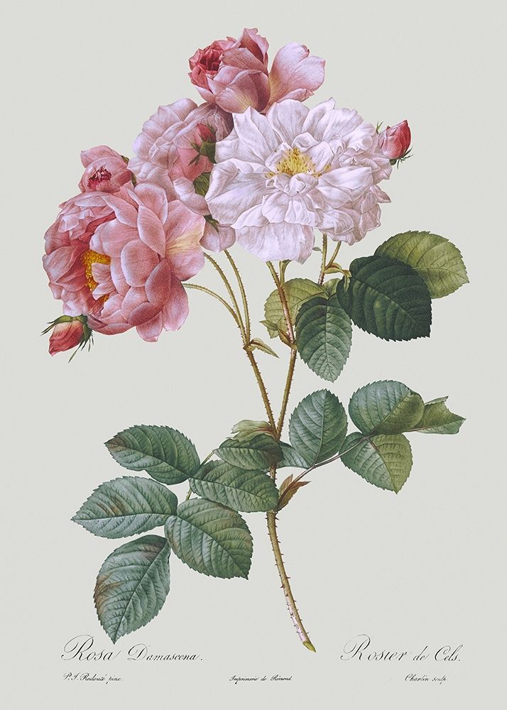 Damask Rose art print by Pierre Joseph Redoute for $57.95 CAD