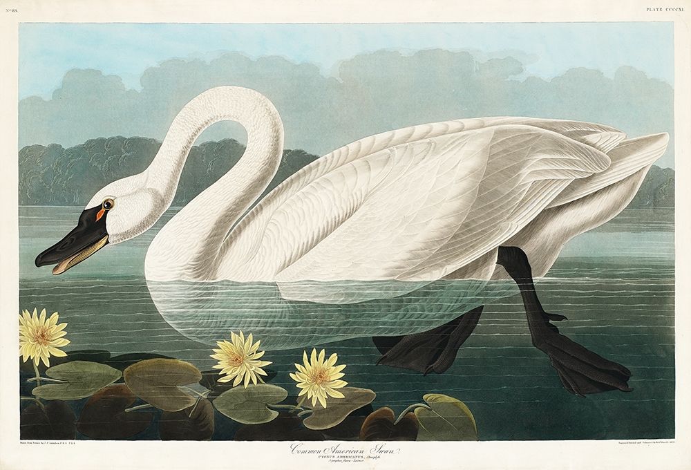 Common American Swan art print by John James Audubon for $57.95 CAD