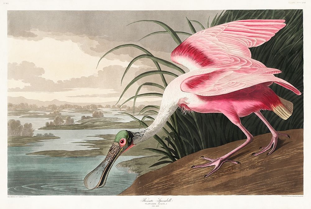 Roseate Spoonbill art print by John James Audubon for $57.95 CAD