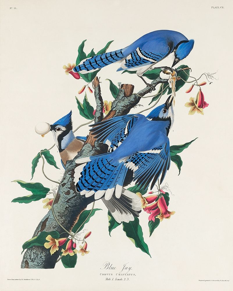 Blue Jay art print by John James Audubon for $57.95 CAD