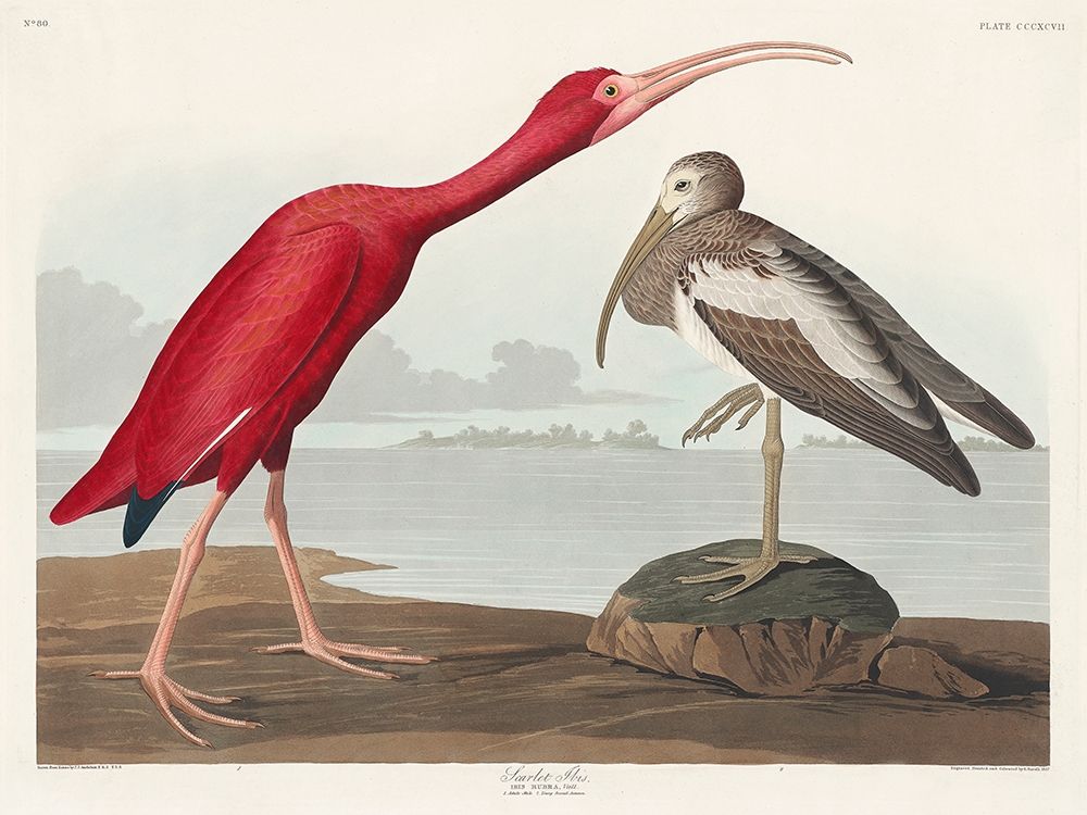 Scarlet Ibis art print by John James Audubon for $57.95 CAD