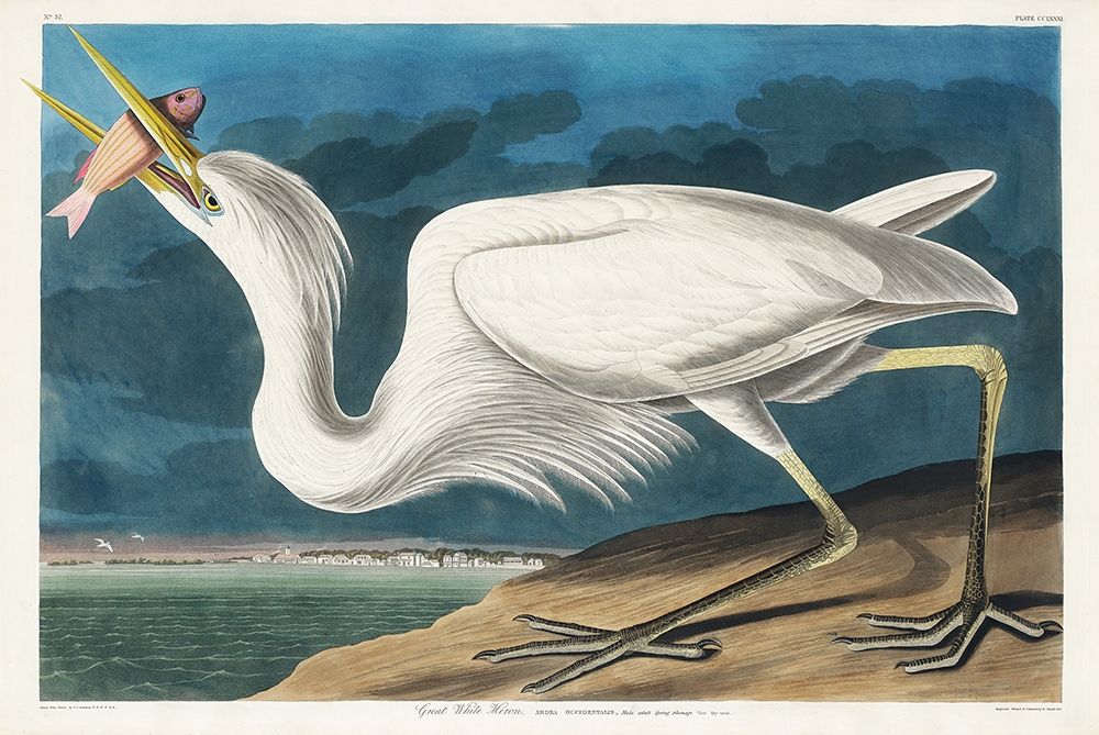 Great White Heron art print by John James Audubon for $57.95 CAD