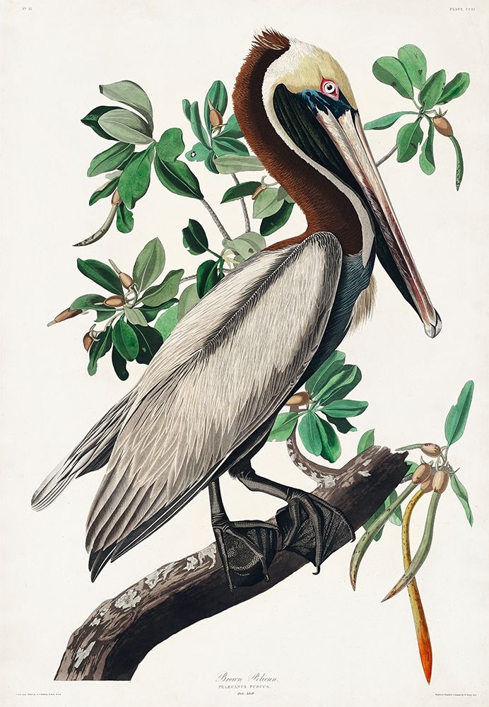 Brown Pelican art print by John James Audubon for $57.95 CAD