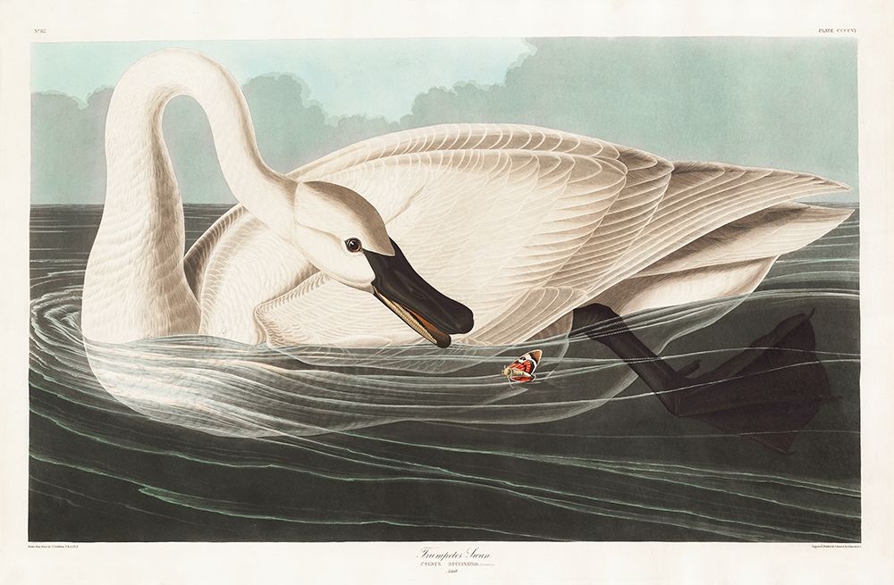 Trumpeter Swan art print by John James Audubon for $57.95 CAD