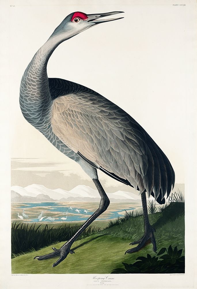 Hooping Crane art print by John James Audubon for $57.95 CAD