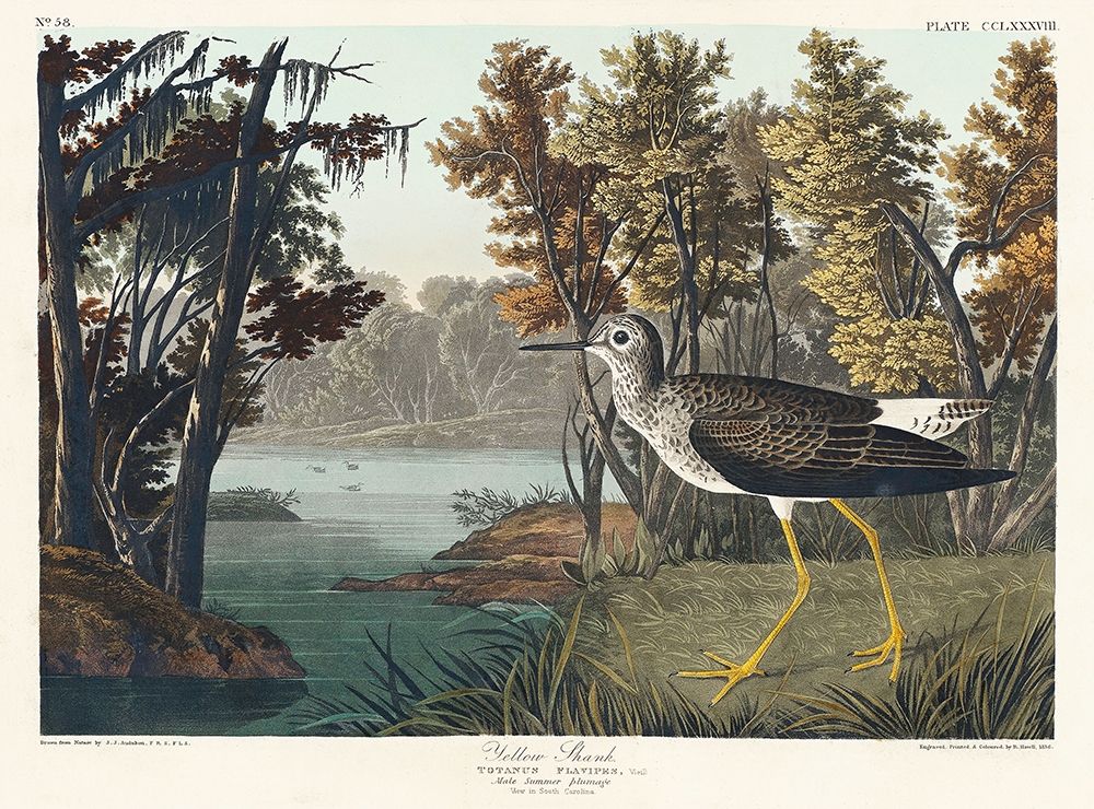 Yellow Shank art print by John James Audubon for $57.95 CAD