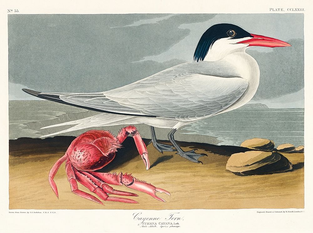 Cayenne Tern art print by John James Audubon for $57.95 CAD