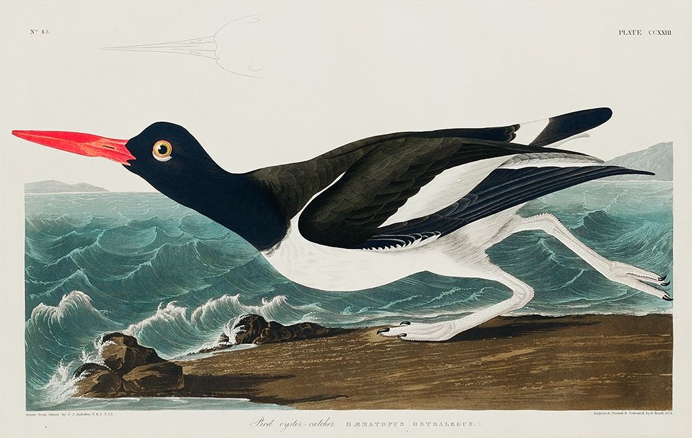 Pied oyster-catcher art print by John James Audubon for $57.95 CAD