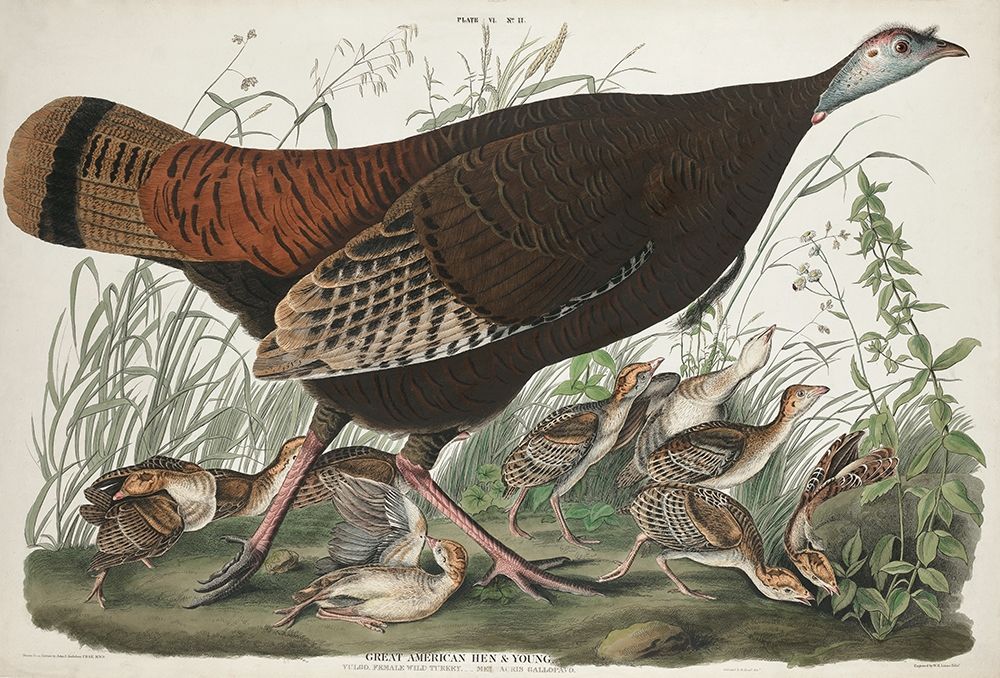 Great American Hen and Young art print by John James Audubon for $57.95 CAD