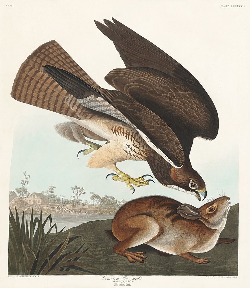 Common Buzzard art print by John James Audubon for $57.95 CAD