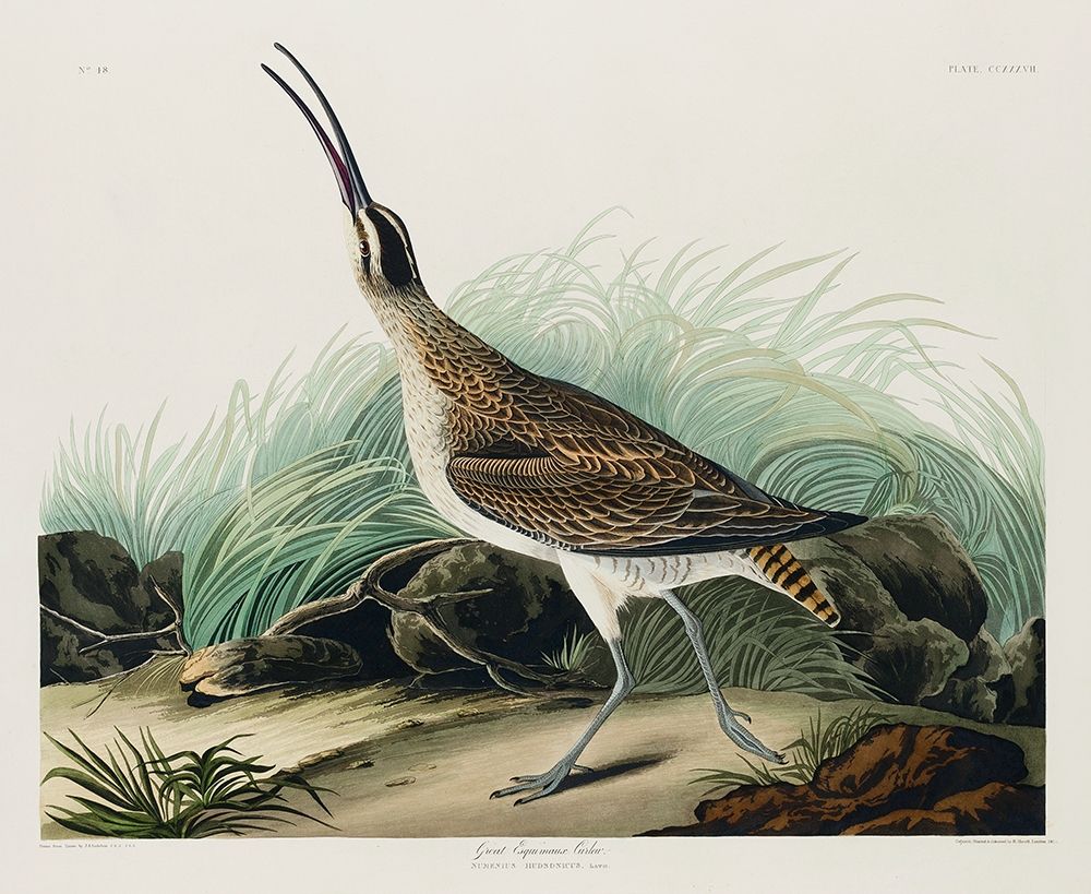 Hudsonian Curlew art print by John James Audubon for $57.95 CAD