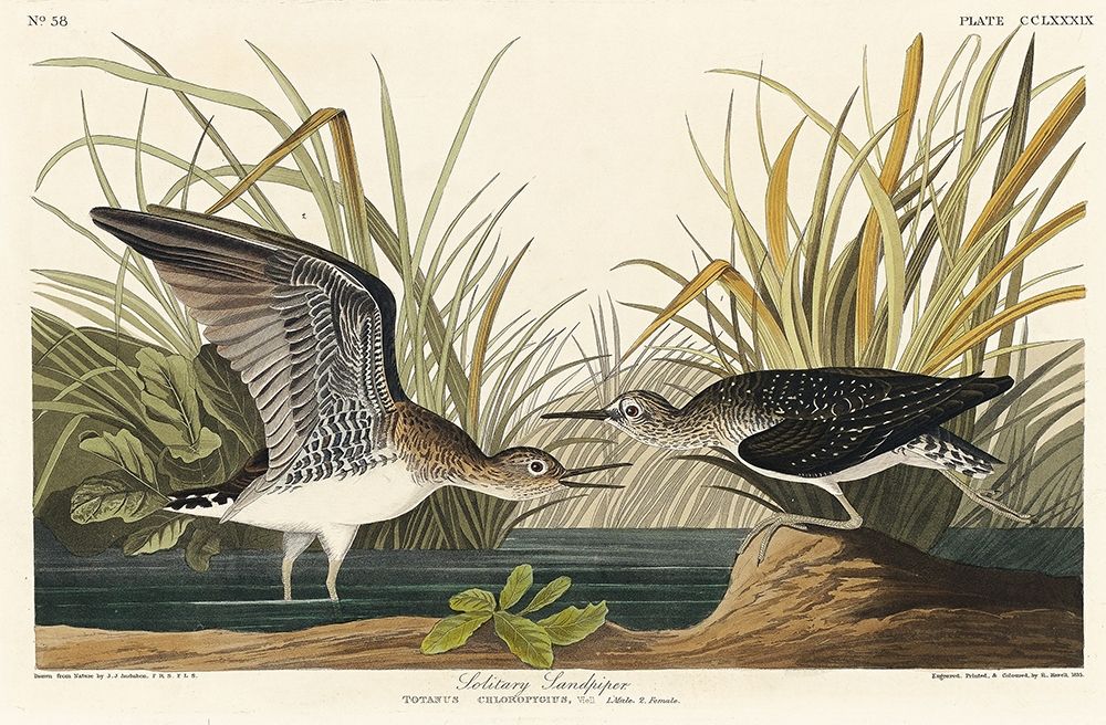 Solitary Sandpiper art print by John James Audubon for $57.95 CAD