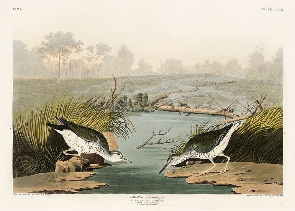 Spotted Sandpiper art print by John James Audubon for $57.95 CAD