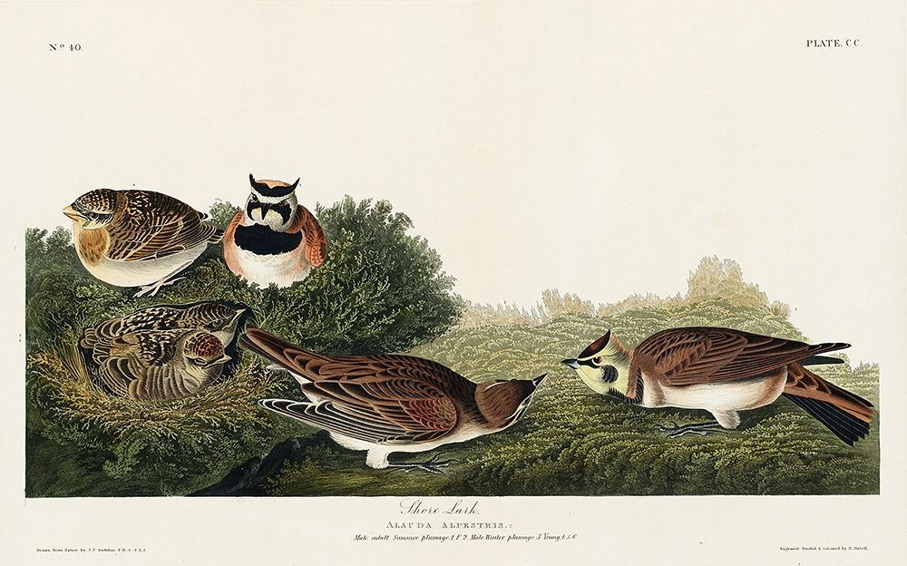 Shore Lark art print by John James Audubon for $57.95 CAD