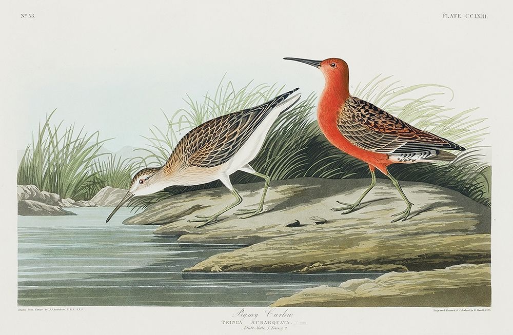 Pigmy curlew art print by John James Audubon for $57.95 CAD