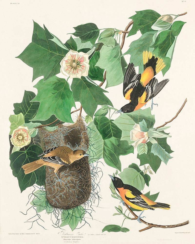 Baltimore Oriole art print by John James Audubon for $57.95 CAD