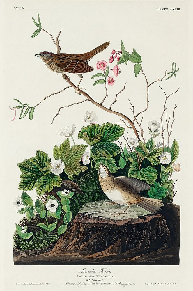 Lincoln Finch art print by John James Audubon for $57.95 CAD